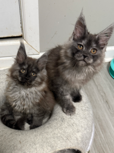 two Maine Coon kitten looking at the camera