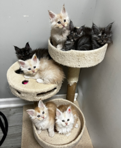Group of Main Coon kittens in a cat tree