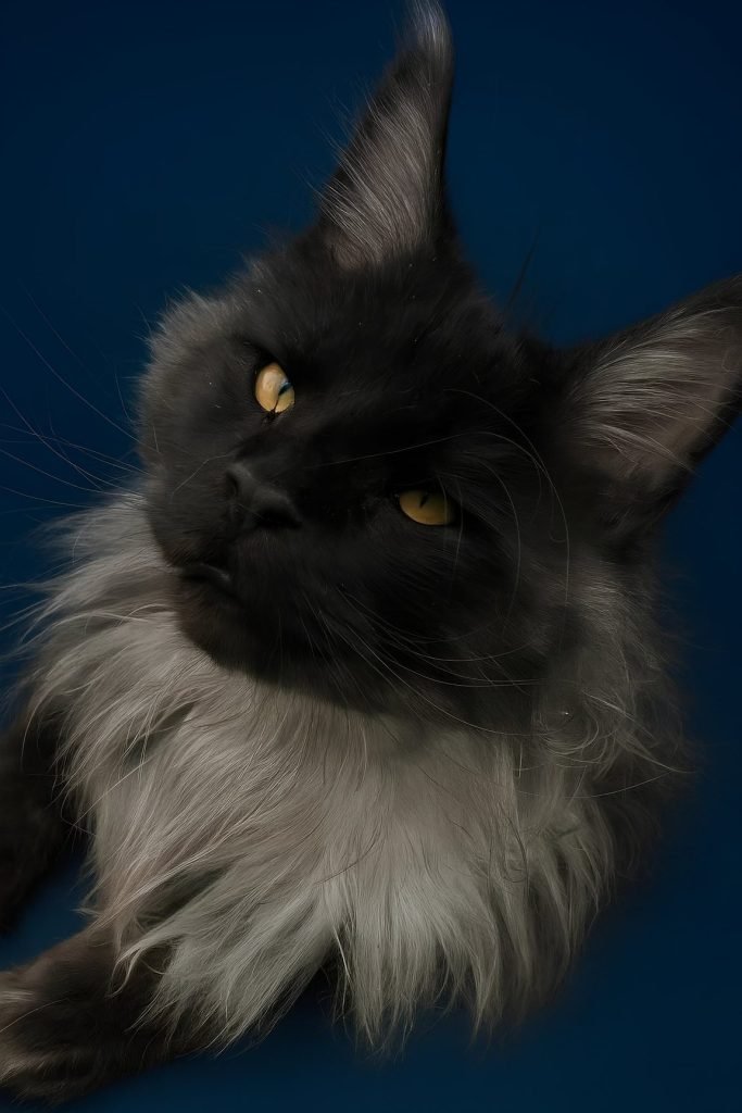 Black smoke Maine Coon male with a blue background and majestic thick fur coat