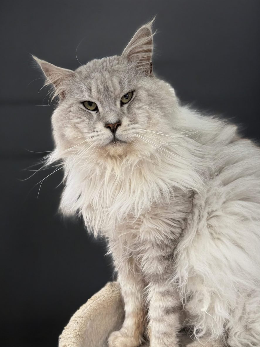 Cody - Shaded black silver Maine Coon male king with a beautiful expression, breeding future litters in Georgia.