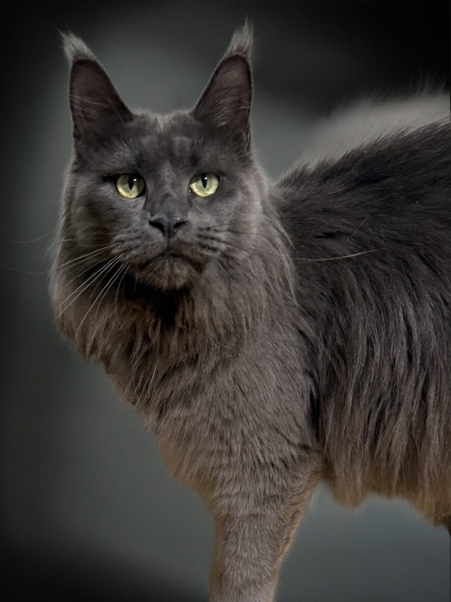 Emilia - Solid blue Maine Coon female queen with a beautiful profile and strong breed type at Majestic Maine Coon Cats.