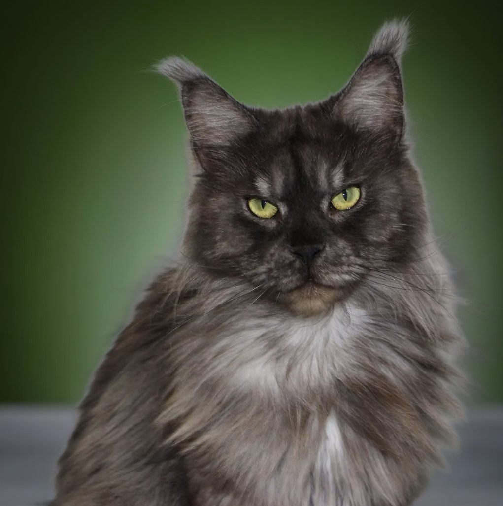 Black smoke female Maine Coon with excellent expression and majestic thick fur coat