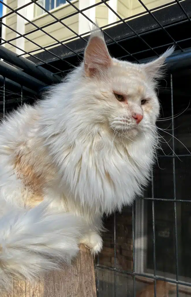 Red shade silver Maine Coon cat with thick winter coat