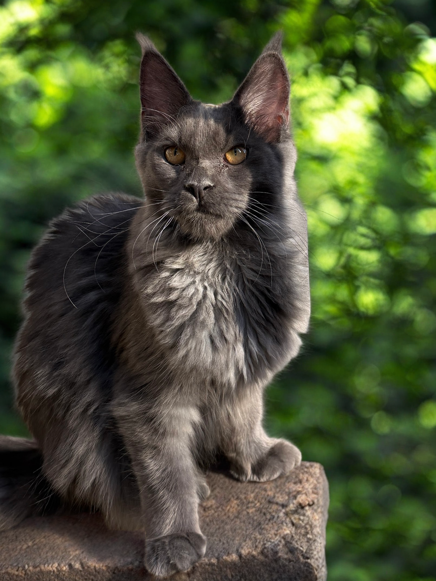 Poopy-blue smoke Maine Coon sitting on a tree stump
