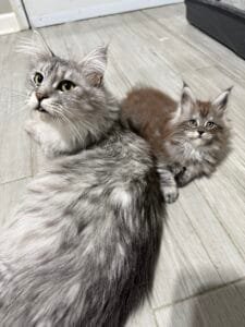 Selene with one of her babies laying down