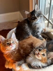 Three beautiful kittens sitting by the window