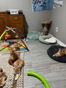 Majestic Maine Coon Cats kittens playing
