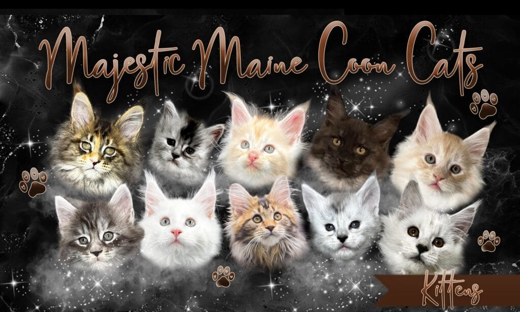 A group of healthy, socialized Maine Coon kittens from Majestic Maine Coon Cats.