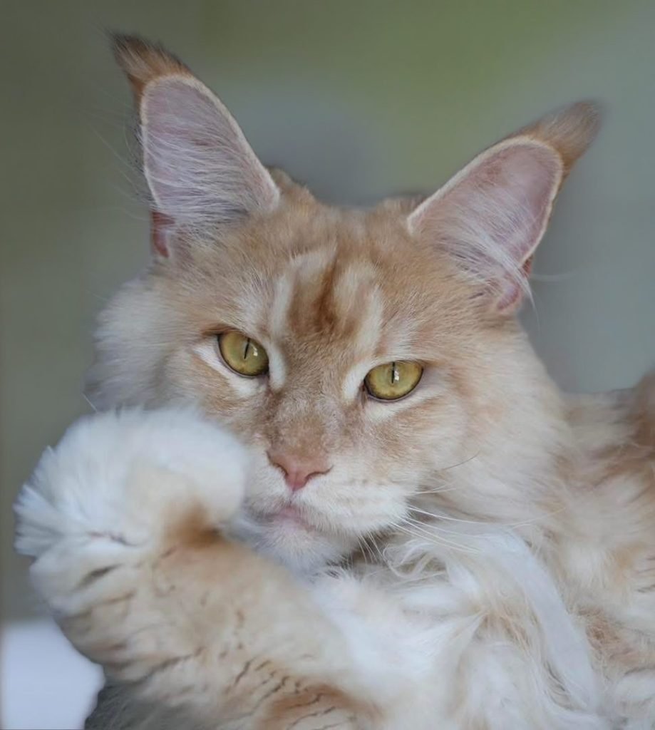 Red silver Maine Coon with its paw by its mouth and a sweet expression