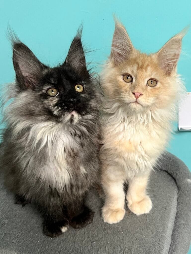 Black smoke torite and solid red Maine Coon kittens look up the camera