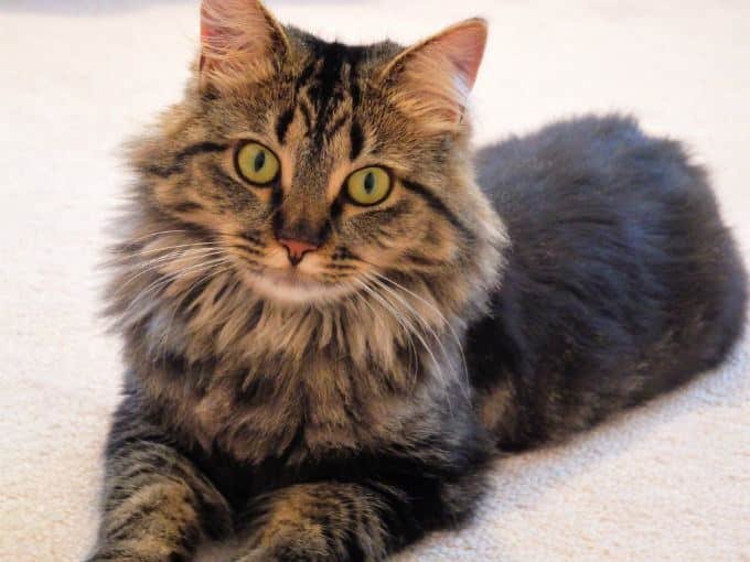American line Maine Coon