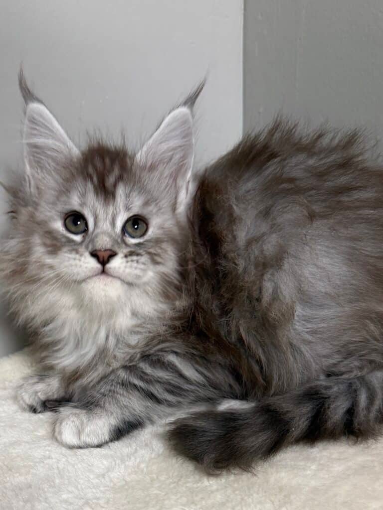 Black silver Maine Coon kitten with beautiful expression laying on a beige carpet