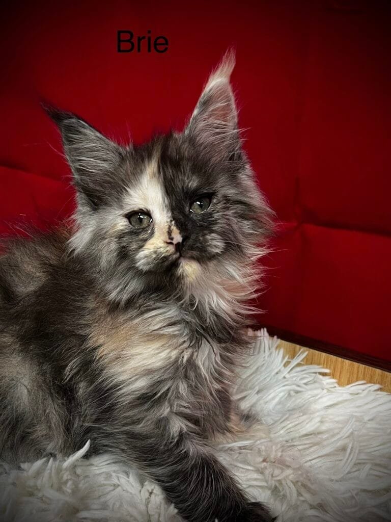 Black smoke Maine Coon tortie with beautiful colors in a red background