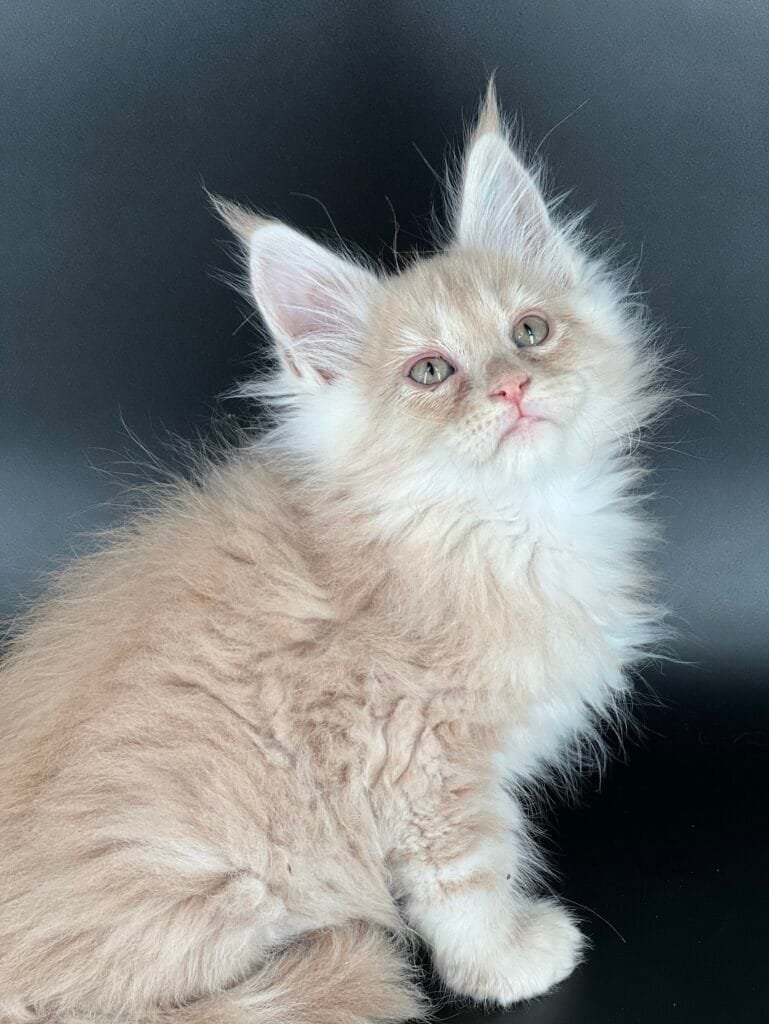 Solid cream Maine Coon kitten with hazel yes and large ear tuffs