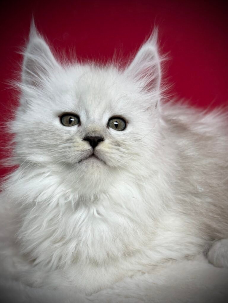 Beautiful shaded black silver Maine Coon kitten with a red background