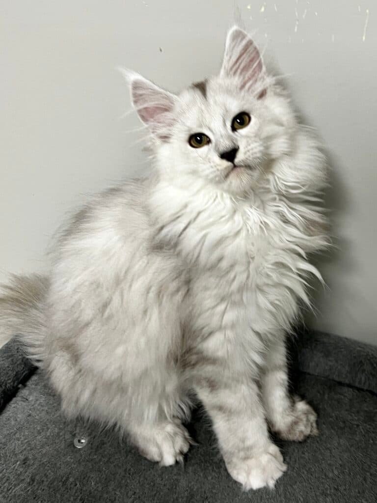 Shaded Maine Coon kitten showing the silver inhibitor gene shimmer