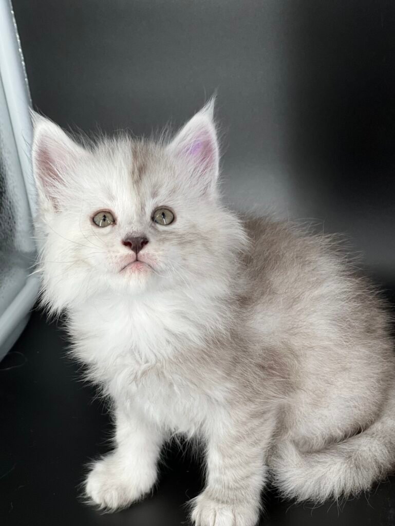 Shaded black silver Maine Coon with a dark background looing at the camera