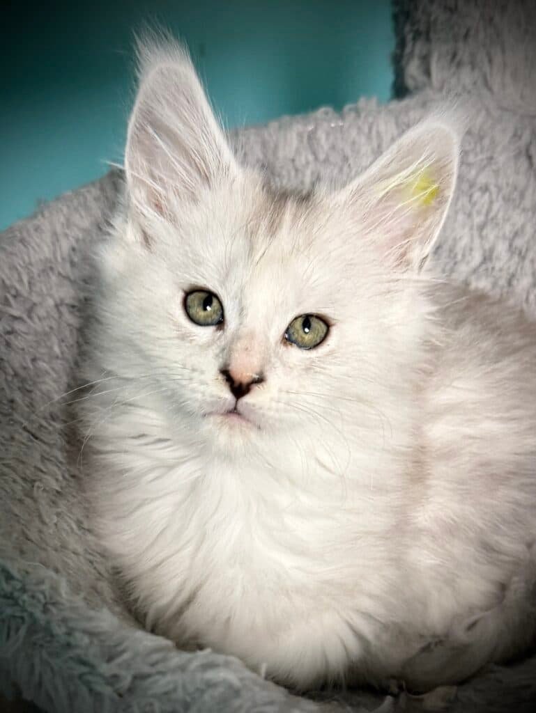 Black shaded Maine Coon toritie with beautiful green eyes