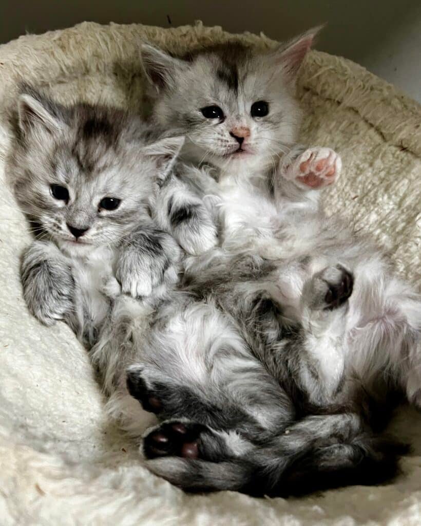 Two Maine Coon kitten laying on their backs being very comfortable
