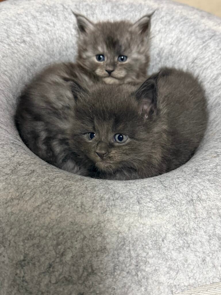 A blue kitten and a black smoke Maine Coon kittens laying together in a round bed