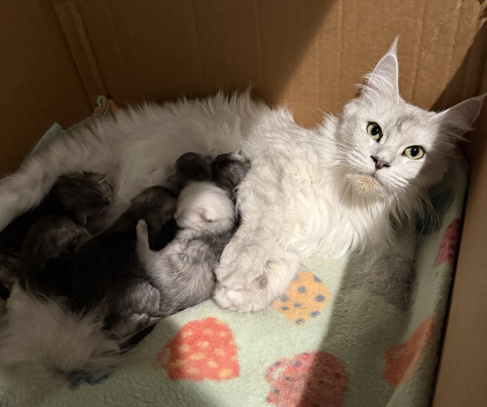 Maine Coon mother Zoyka nursing her 1-week-old kittens at Majestic Maine Coon Cats in Georgi