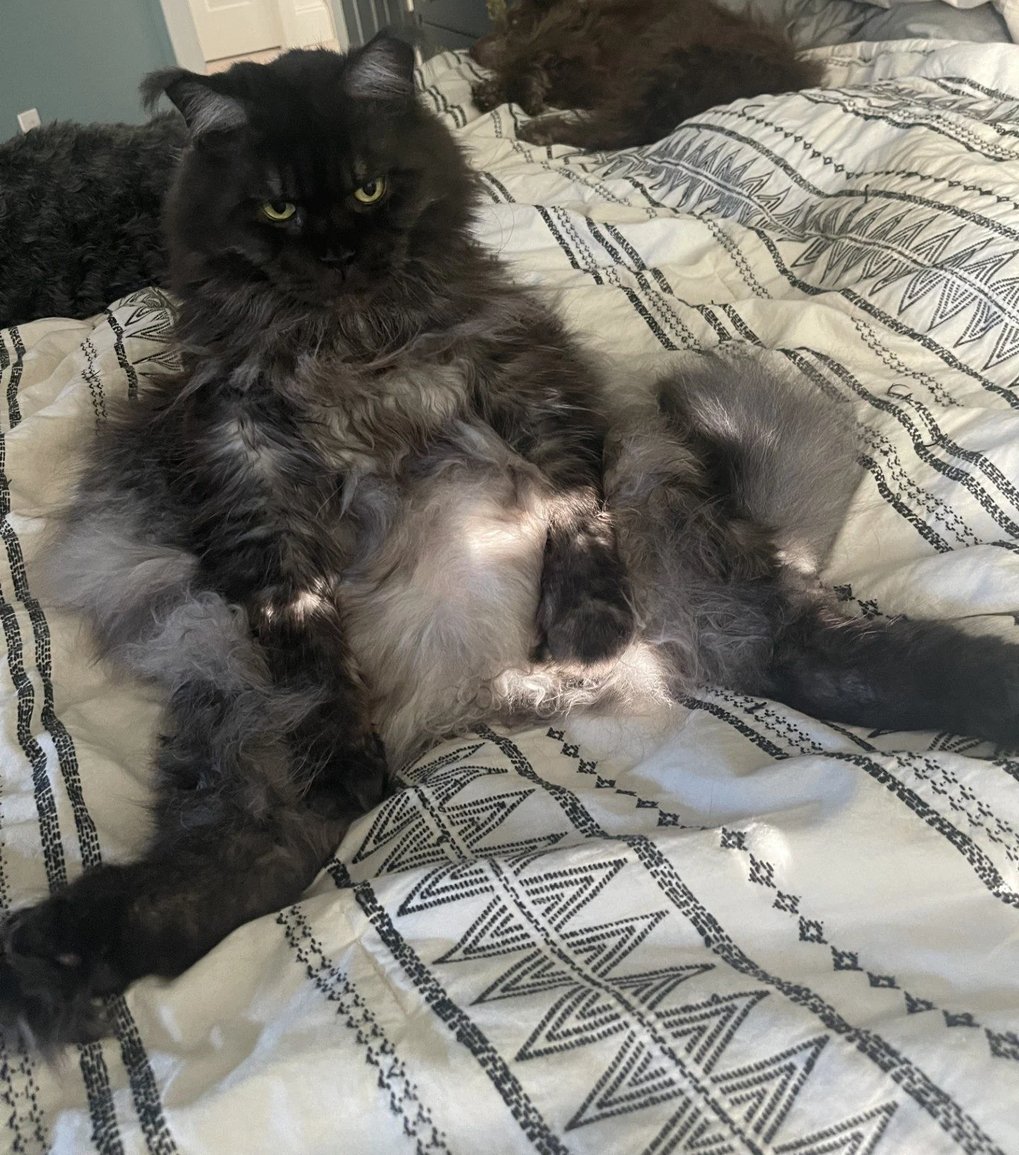 Big Maine Coon male being lazy