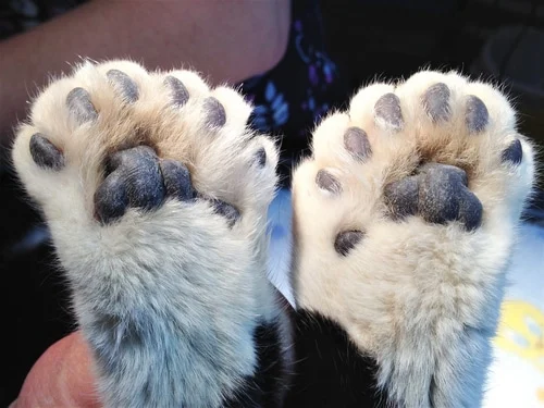 Polydactyl Maine Coon Paws