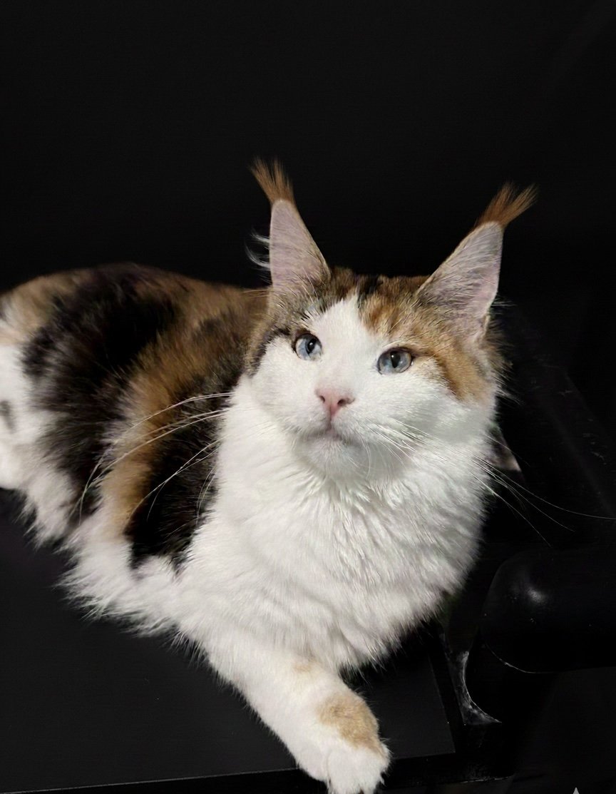 Moira - Calico Maine Coon female with beautiful blue eyes and soft fluffy fur coat