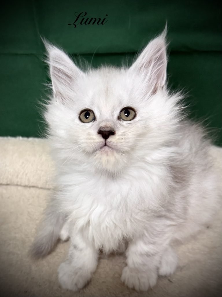 Lumi - Shaded black silver Maine Coon female with very thick fur coat and elegant look