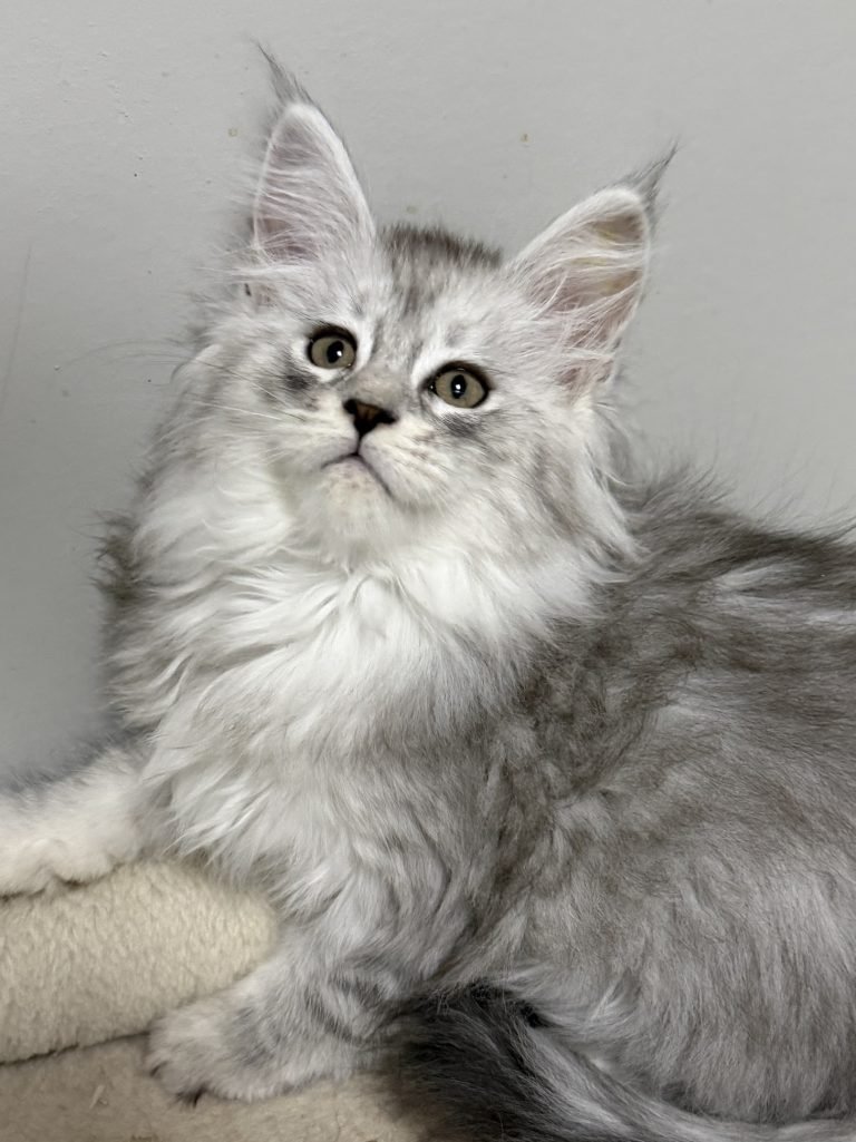 Bianca - Pale black silver Maine Coon female kitten with beautiful coat patterns