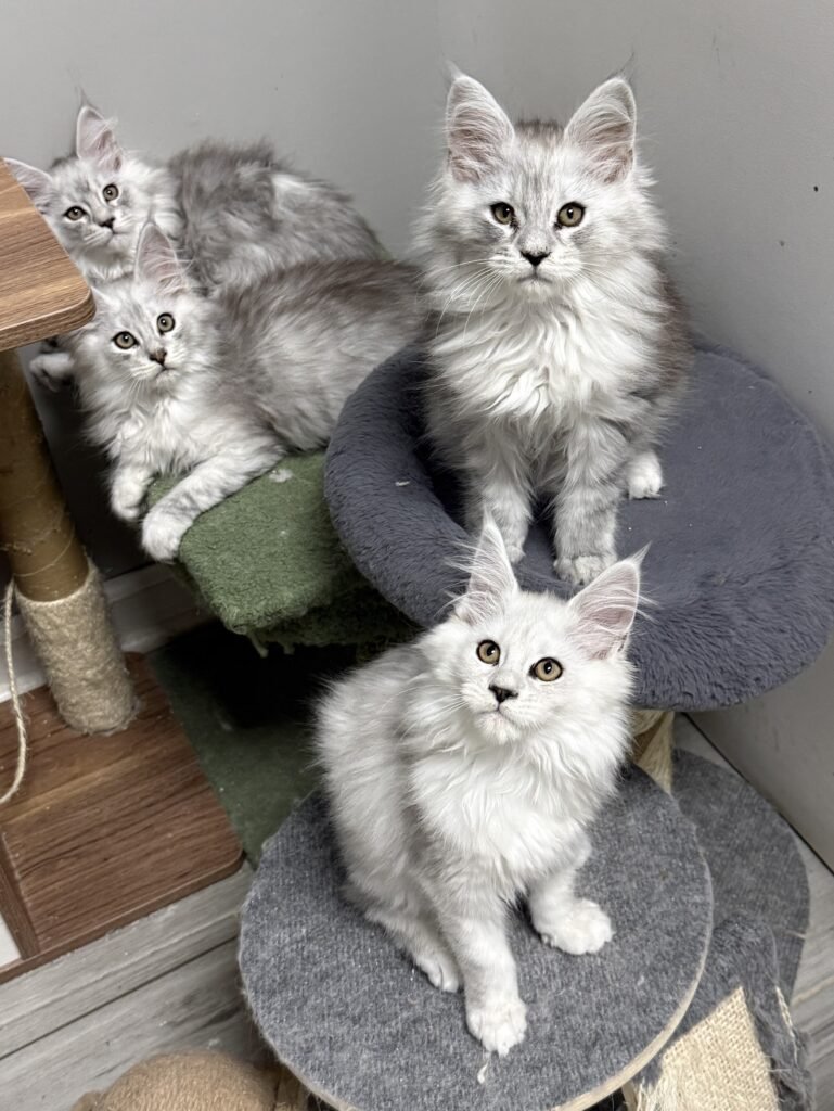 Shaded Maine Coon kittens sitting on a cat tree