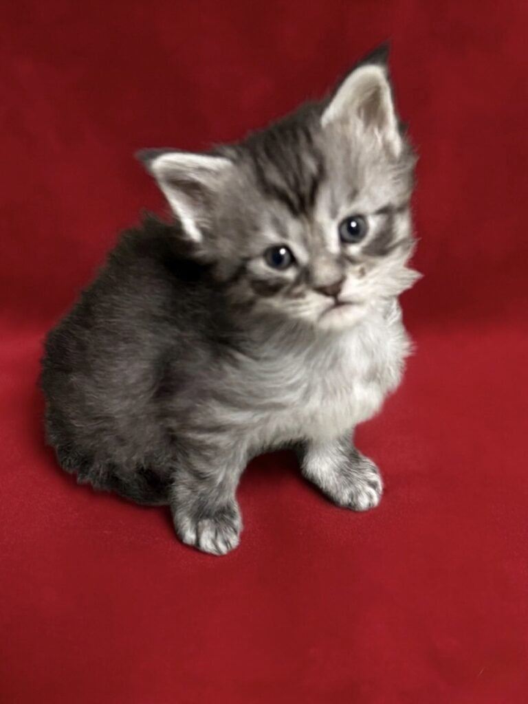 Black silver Maine Coon kitten in a red background