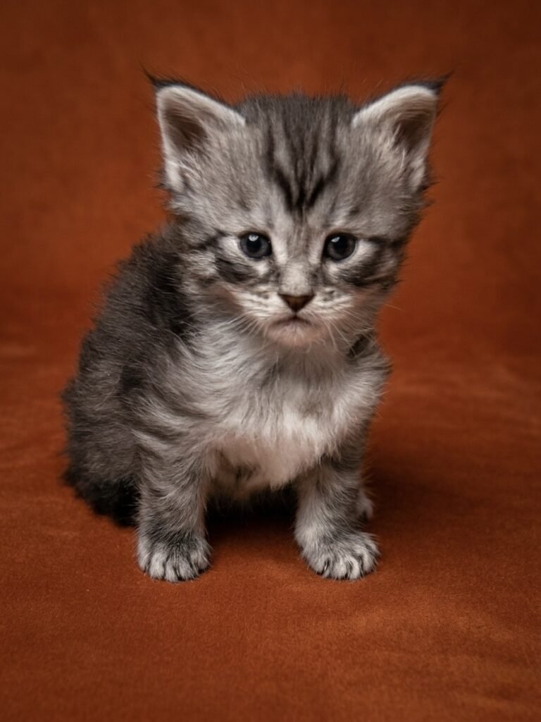 Black silver Maine Coon kitten in an orange background