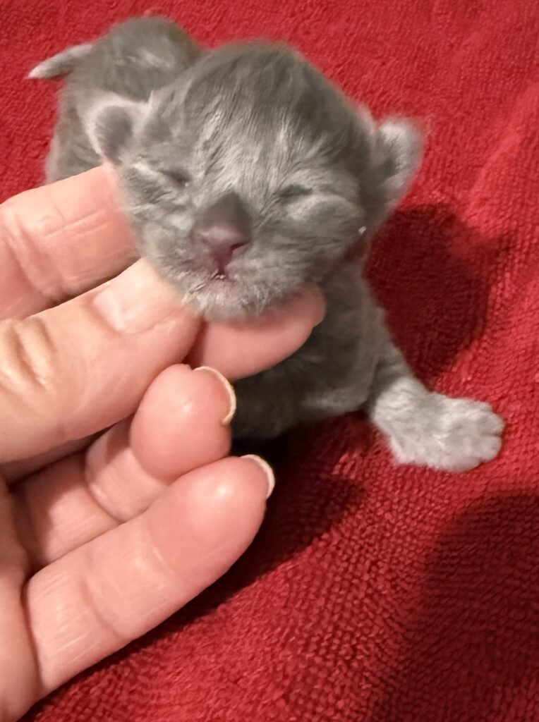 Blue smoke female Maine Coon with very strong futures