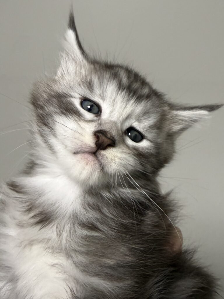 Black silver tabby male Maine Coon kitten with a very pretty face