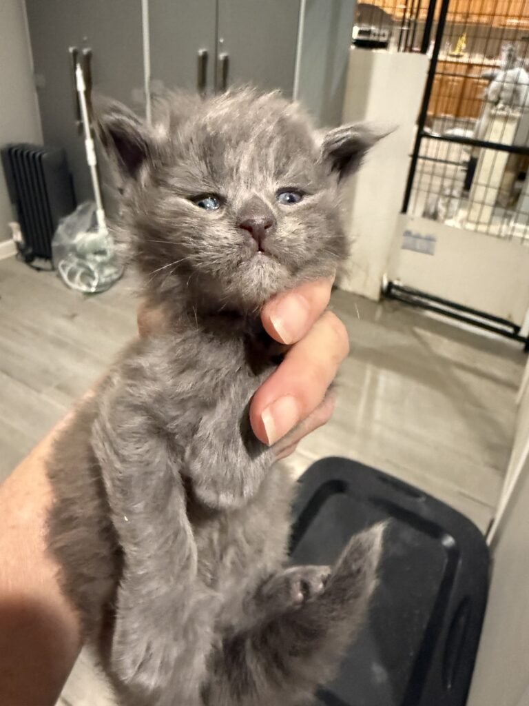 Blue smoke female Maine Coon kitten