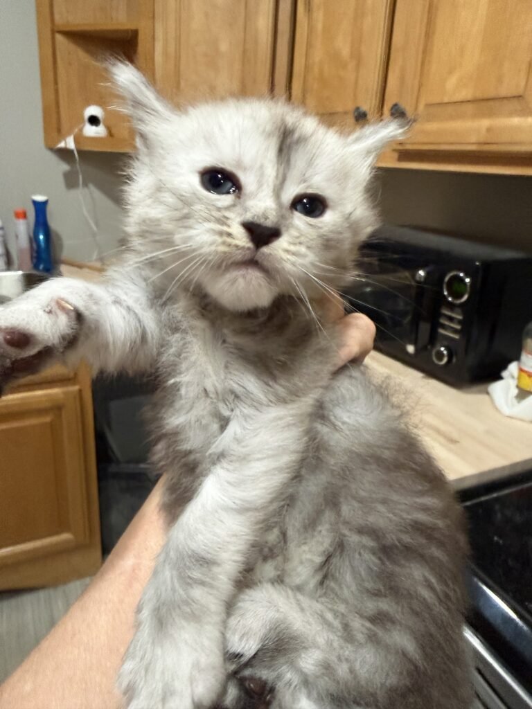 Pale black silver Maine Coon male looking at the camera