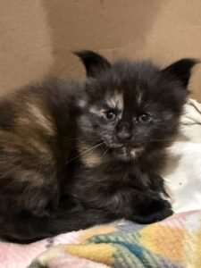Black tortie Maine Coon female laying on a blanket