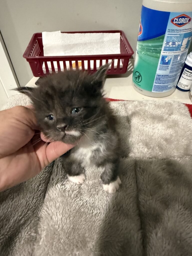 Black and white Maine Coon kitten with cute spot on his mouth