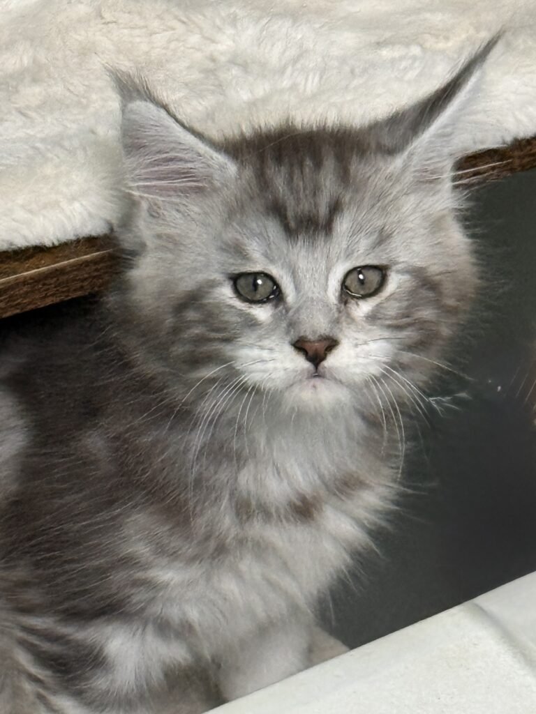 Black silver tabby Maine Coon male