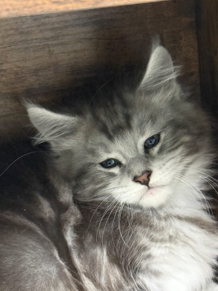 Black silver tabby Maine Coon male with beautiful face