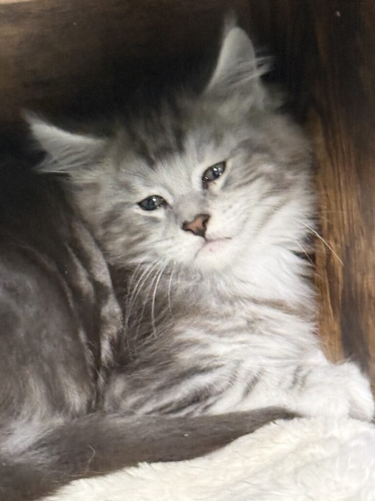 Black silver tabby Maine Coon male being so cute