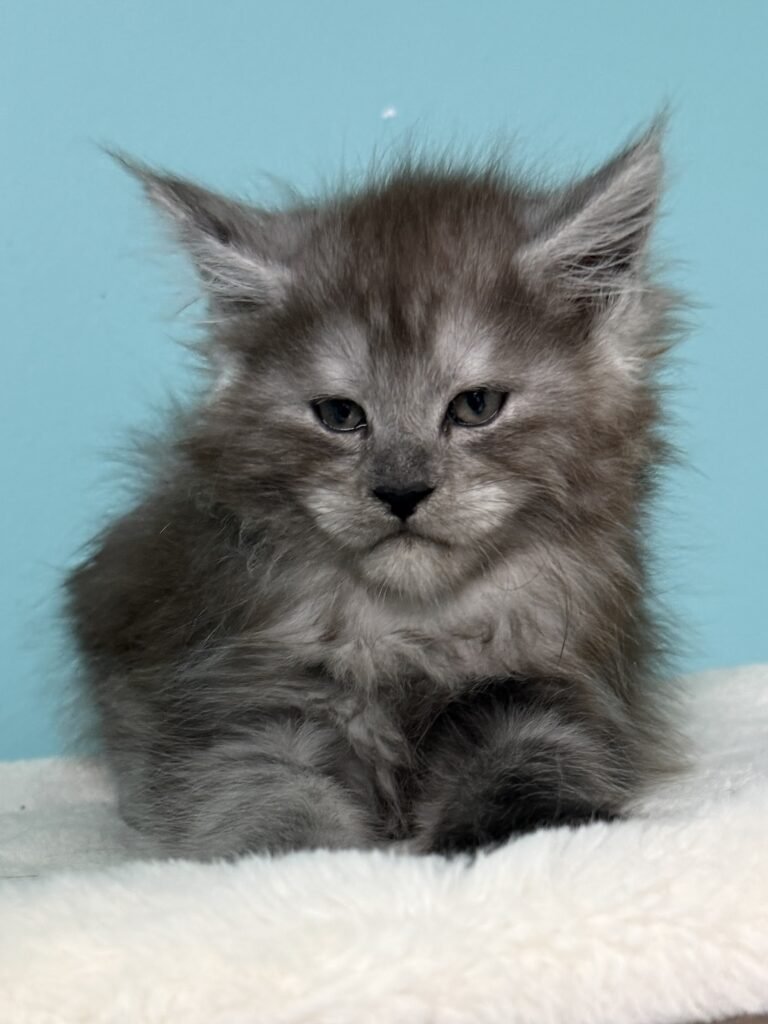 Black smoke female Maine coon with very strong chin and muzzle