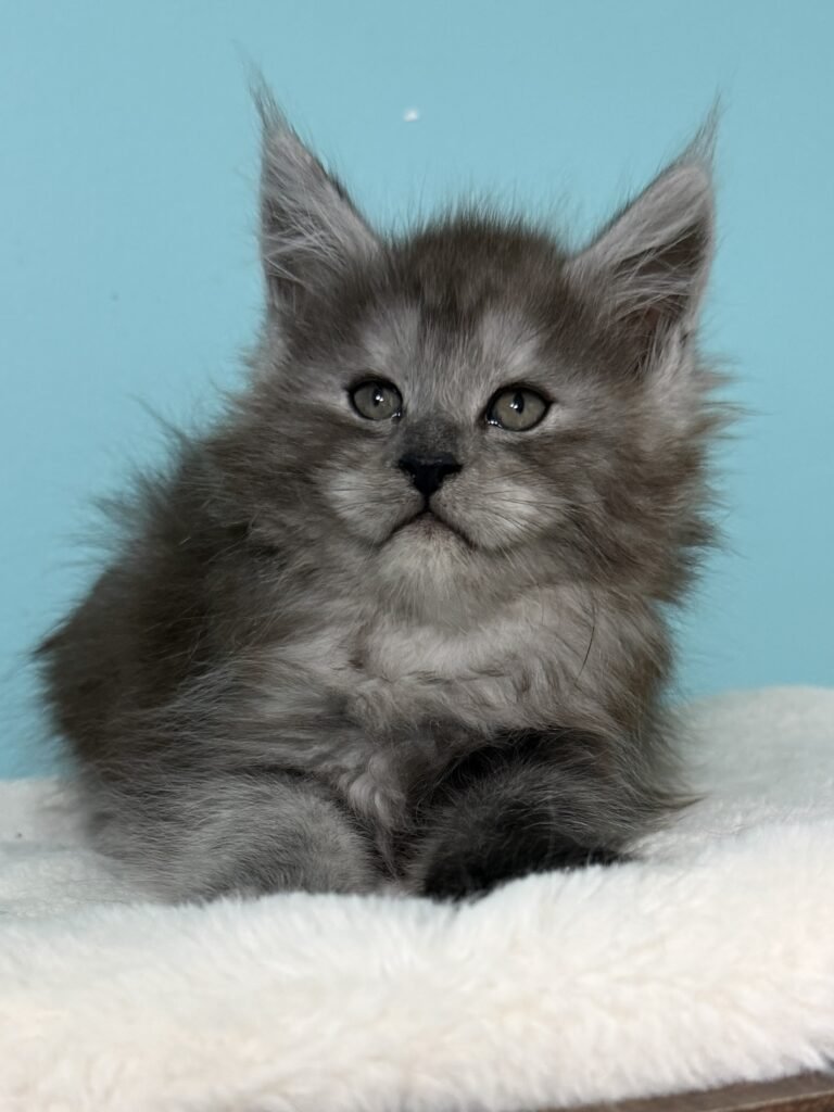 Black smoke female Maine coon with beautiful expression