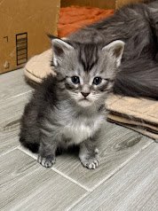 Black silver Maine Coon kitten setting on the floor