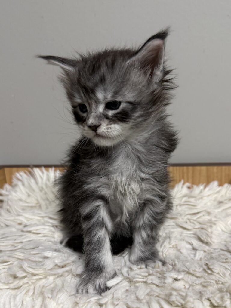 Black silver tabby Maine Coon with his face tilted to the side