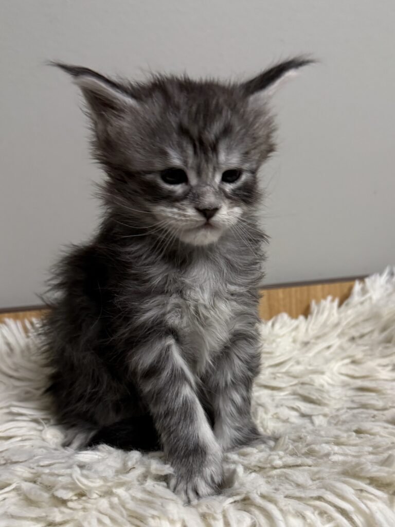 Black silver tabby Maine Coon with a very pretty face