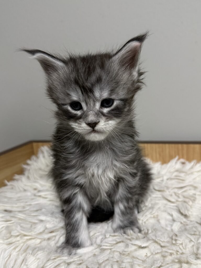 Black silver tabby Maine Coon setting pretty