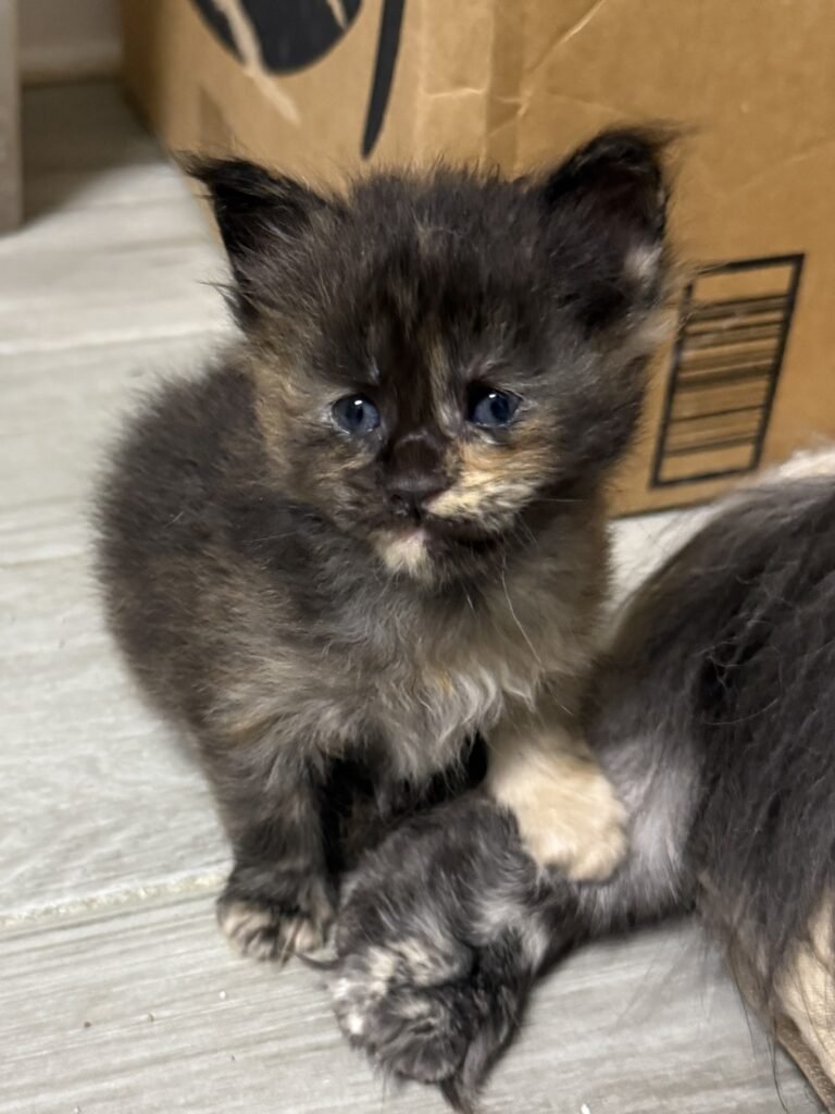 Black tortie female Maine Coon next to mommas legg