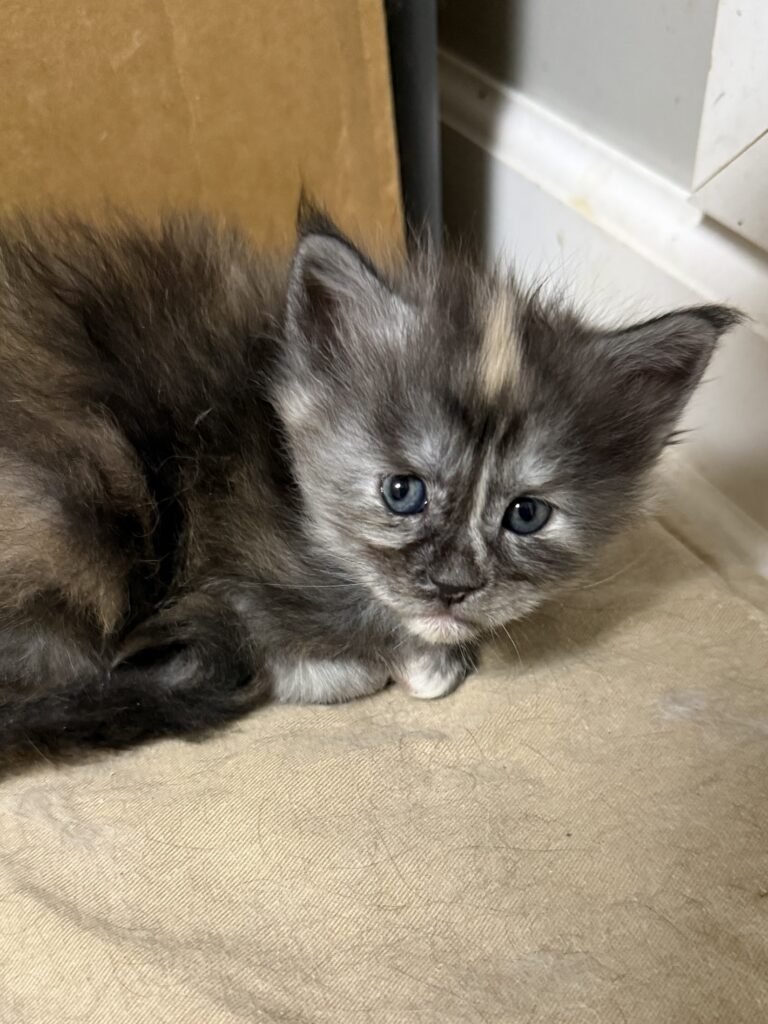 Black smoke tortie with a red spot on her head